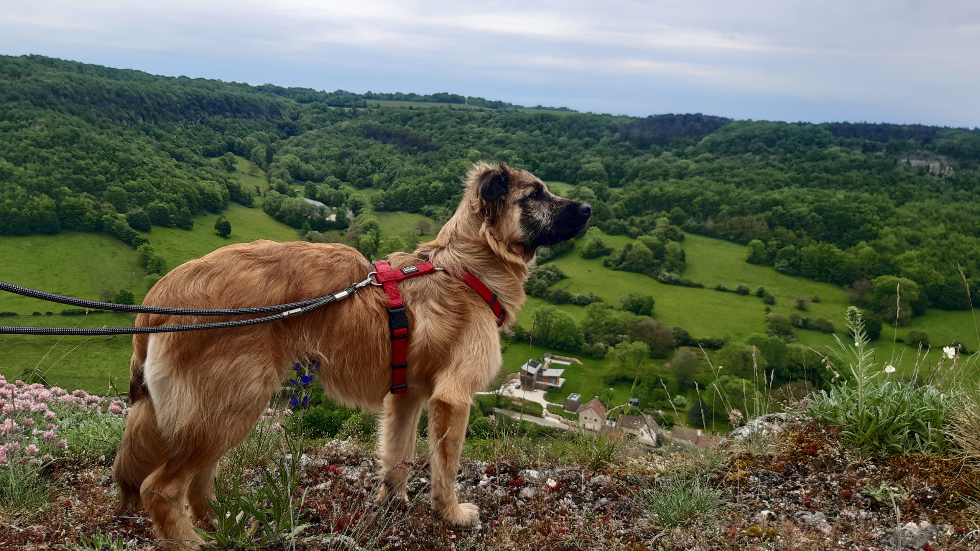V'Alpen