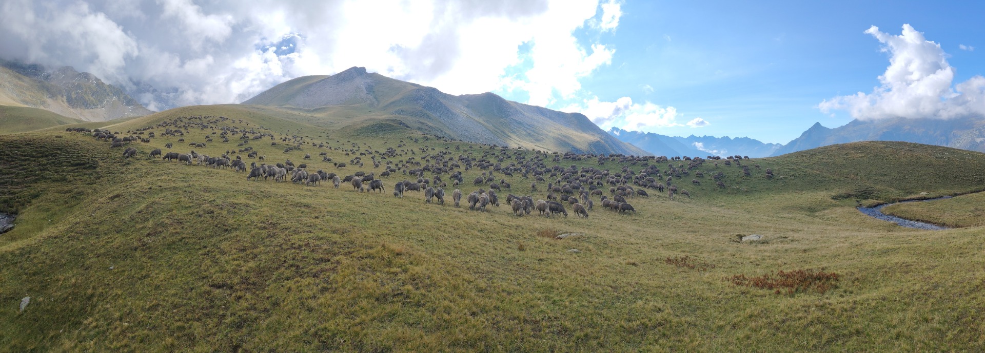 Paturage au plateau des 1000 miroirs de La Lauze
